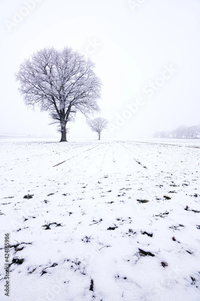 Obraz Eiche im Schnee