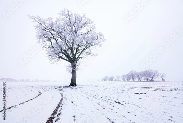 Obraz Eiche im Schnee