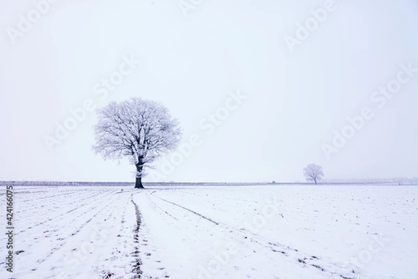 Obraz Eiche im Schnee