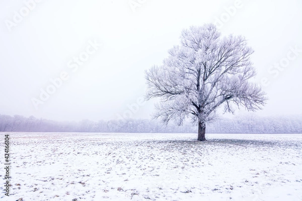 Obraz Eiche im Schnee