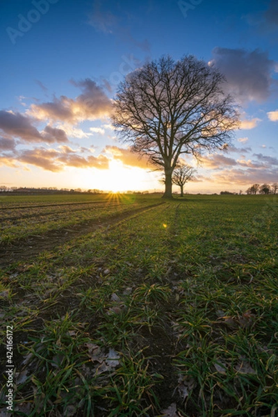 Obraz Eiche im Sonnenuntergang