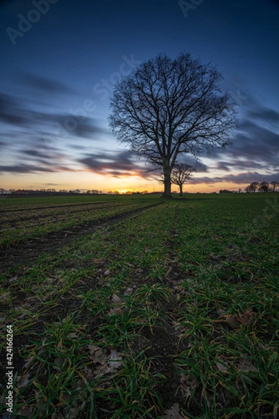 Obraz Eiche im Sonnenuntergang 