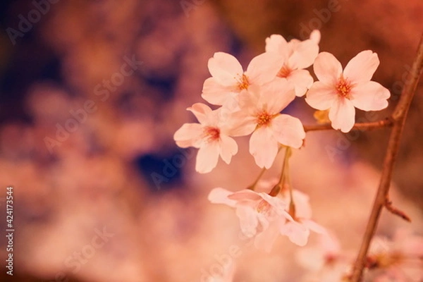 Obraz 満開の夜桜　ライトアップ