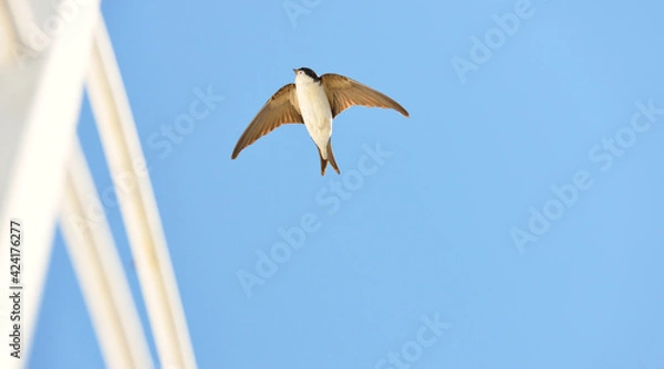 Obraz Common house martin (Delichon urbicum) flying from a nest. Clear blue sky. Symbol of hope, peace, joy. Nature, wildlife, birds, bird watching, ornithology, science, graphic resources. Panoramic view