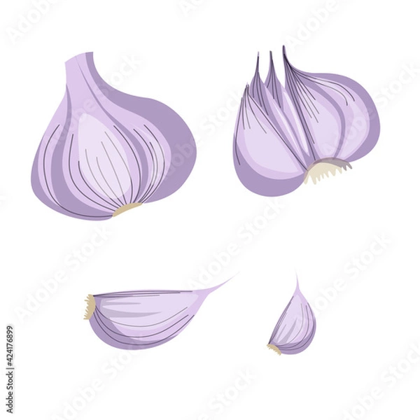 Fototapeta Garlic isolated on a white background. Vector illustration