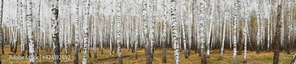 Obraz White birch grove in the spring. background