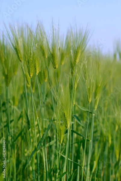 Fototapeta 청보리밭 사랑 이야기