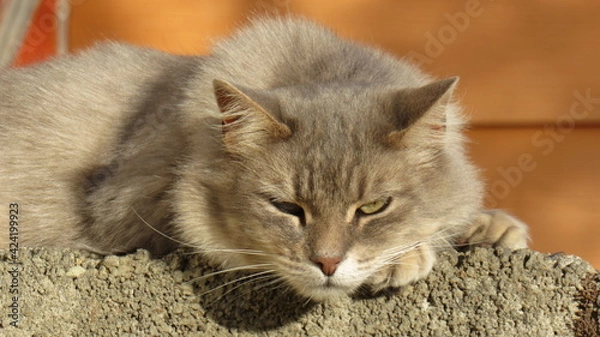 Obraz cat on the floor