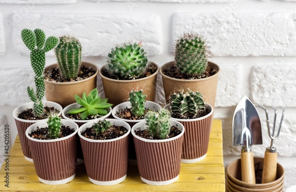 Fototapeta Cactus and succulent plants collection in paper cups on small yellow table