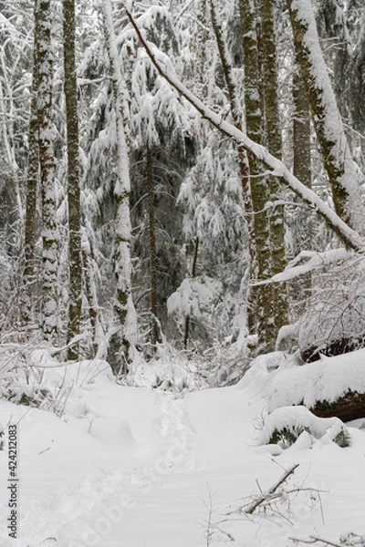 Fototapeta A snow covered trail through a winter wonderland forest with heave snow.