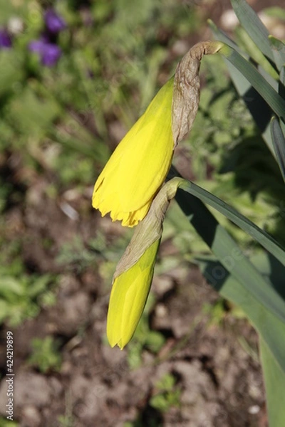 Obraz kommende osterglocken