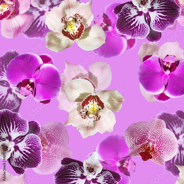 Obraz Beautiful floral background of orchids. Isolated