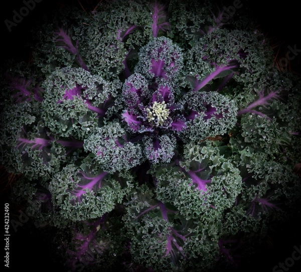 Fototapeta decorative Kale
