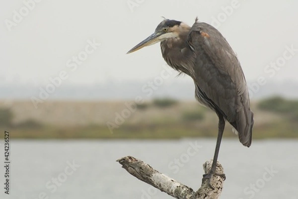 Obraz Great Blue Heron