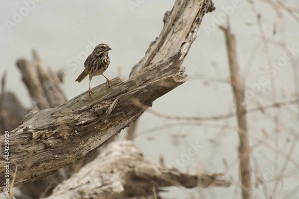 Obraz Song Sparrow