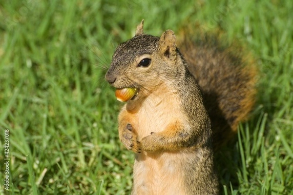 Obraz Fox Squirrel with acorn