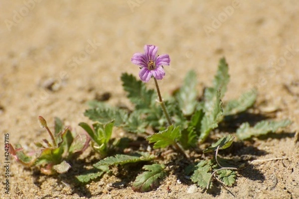 Obraz Stork's-bill