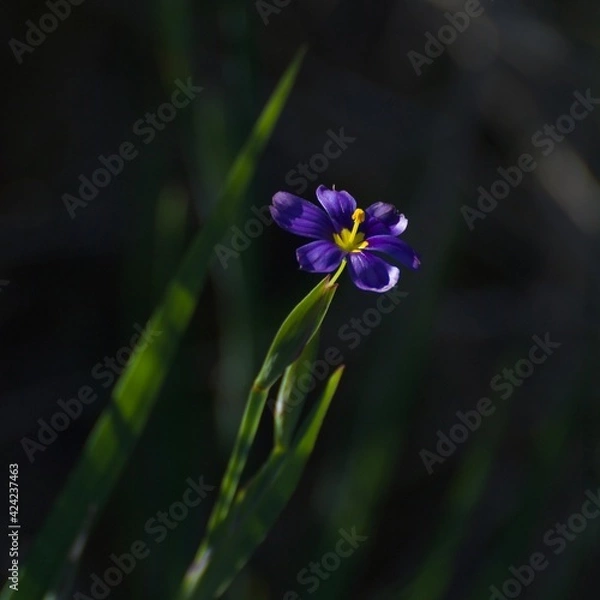 Obraz Blue-eyed grass