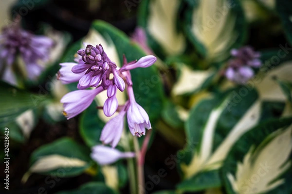 Fototapeta Hanging Purple