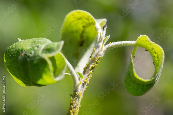 Fototapeta Ant and aphids on young stem of apple tree. Macro photo.