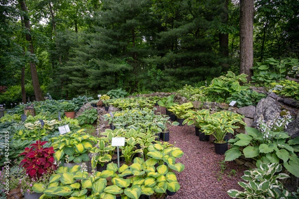 Obraz Path of Hostas