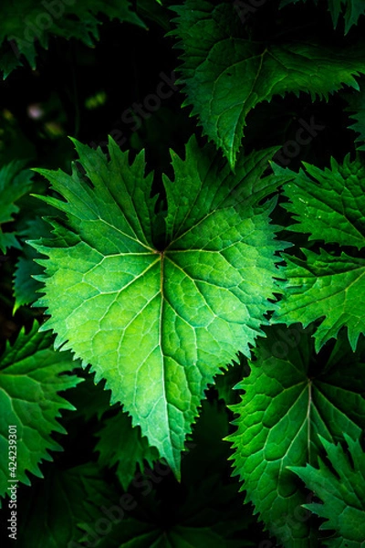Fototapeta Thorny Leaf
