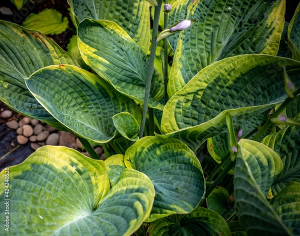 Fototapeta Hosta