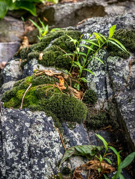Fototapeta Fern Rock