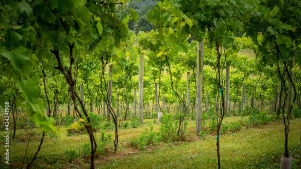 Fototapeta Grape Rows