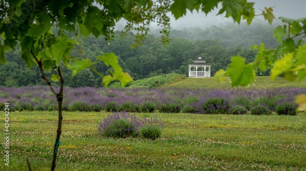 Obraz Over the Lavendars