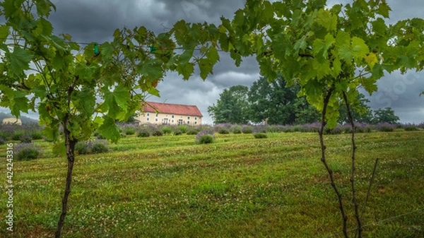 Fototapeta Grape framed barn