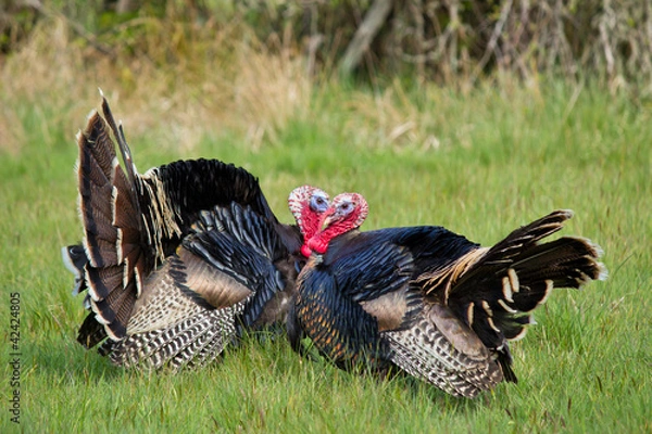 Fototapeta Turkey Tom