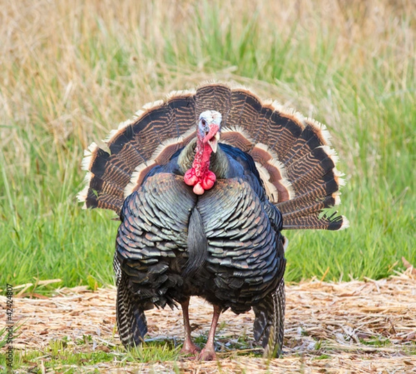 Fototapeta Turkey Tom