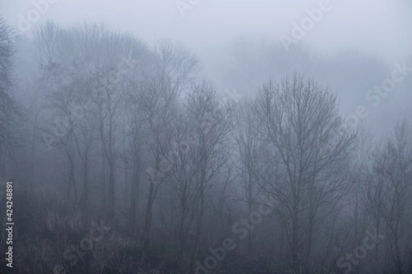 Fototapeta  trees withould leaves hidden in a fog