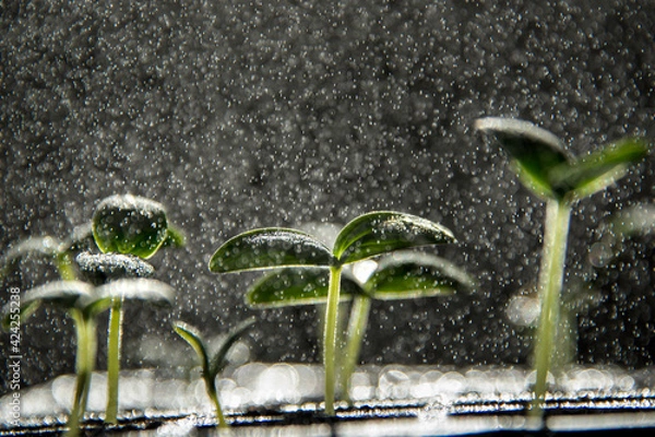 Fototapeta Cucumber seedlings getting misted