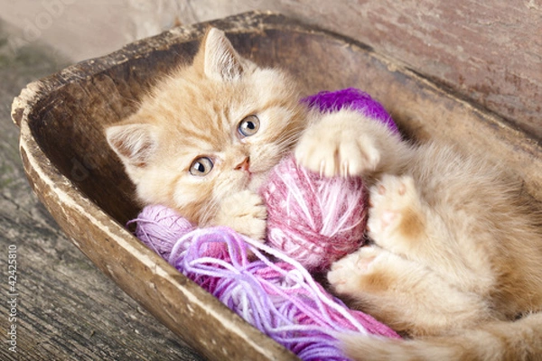 Obraz Exotic kitten playing with a ball of wool