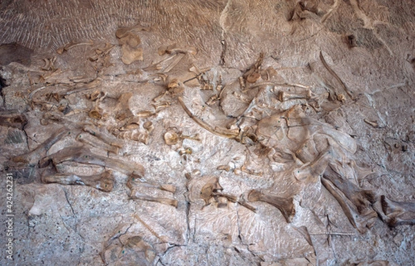 Obraz Dinosaur bones in the Dinosaur National Monument