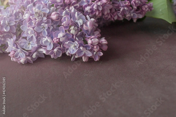 Obraz lilac flowers on velvet background side view with copy space