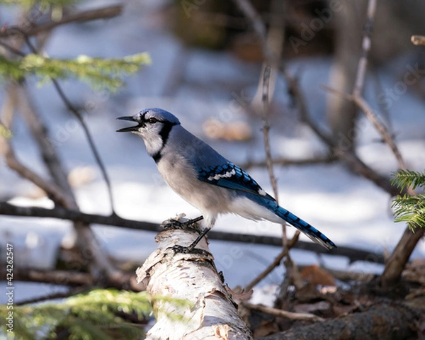 Fototapeta  Blue Jay Stock Photos. Close-up profile side view with open beak and perched on a tree stump with a blur background in the forest environment and habitat looking to the left side. Image. Portrait.
