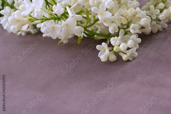 Obraz white lilac flowers on velvet background side view with copy space