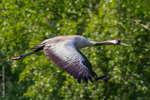 Obraz Ptak Żuraw zwyczajny (Grus grus) w powietrzu, start ptaka do lotu, duże skrzydła