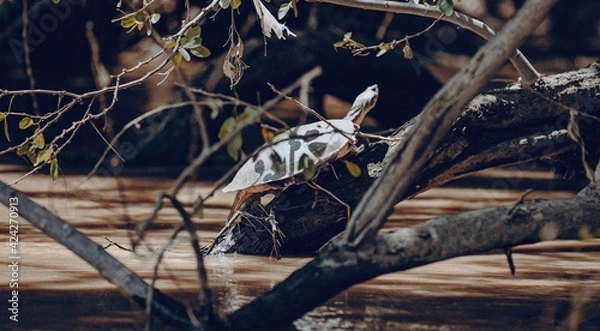 Obraz lizard on the tree