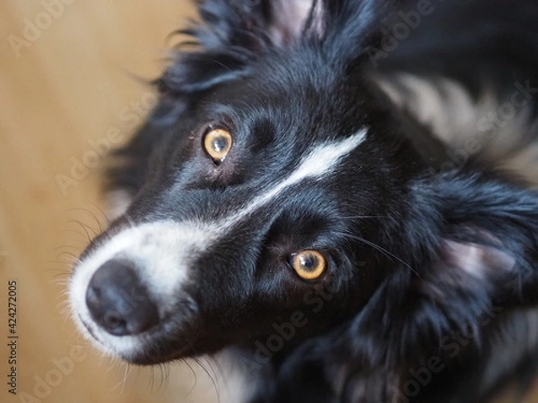 Obraz Border collie cute