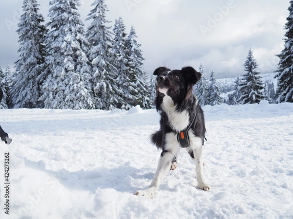 Obraz Border collie winter time