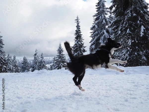 Obraz Border collie play