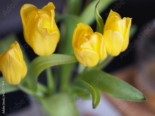 Obraz Yellow tullips