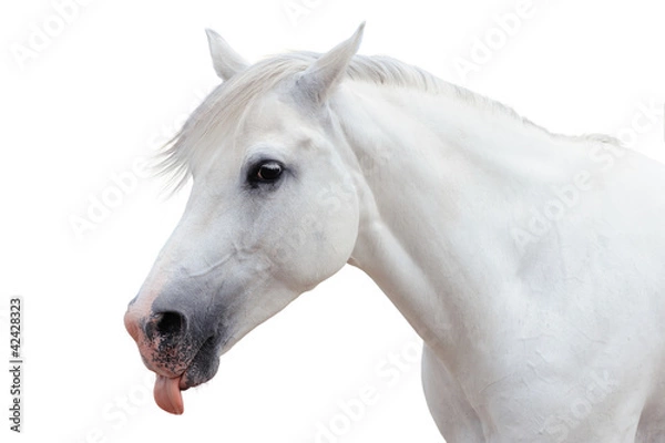 Fototapeta Arabian stallion on a white background