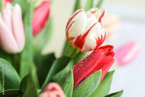 Fototapeta A bunch flowers of fresh multicolor tulips. Beautiful tulips in a bud with water drops. Selective focus