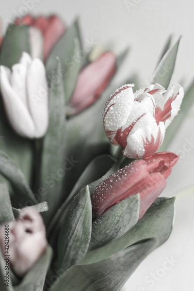 Obraz A bunch flowers of fresh multicolor tulips. Beautiful tulips in a bud with water drops. Selective focus