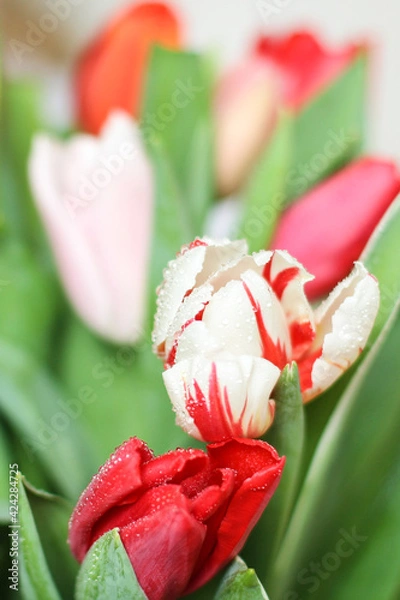 Fototapeta A bunch flowers of fresh multicolor tulips. Beautiful tulips in a bud with water drops. Selective focus